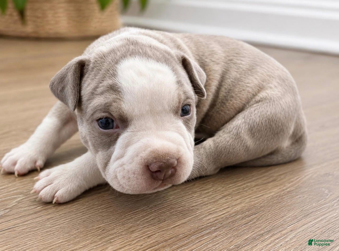 American Bully dogs for sale: Mixed Breed Puppy 2 - Ad 3