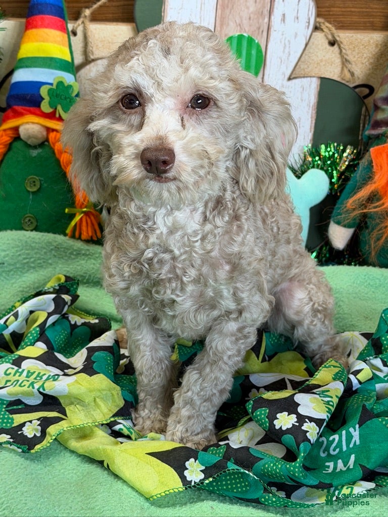 Cockapoo dogs Twinkle - Ad 1