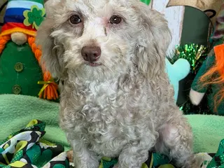 Cockapoo dogs Twinkle - Ad 1