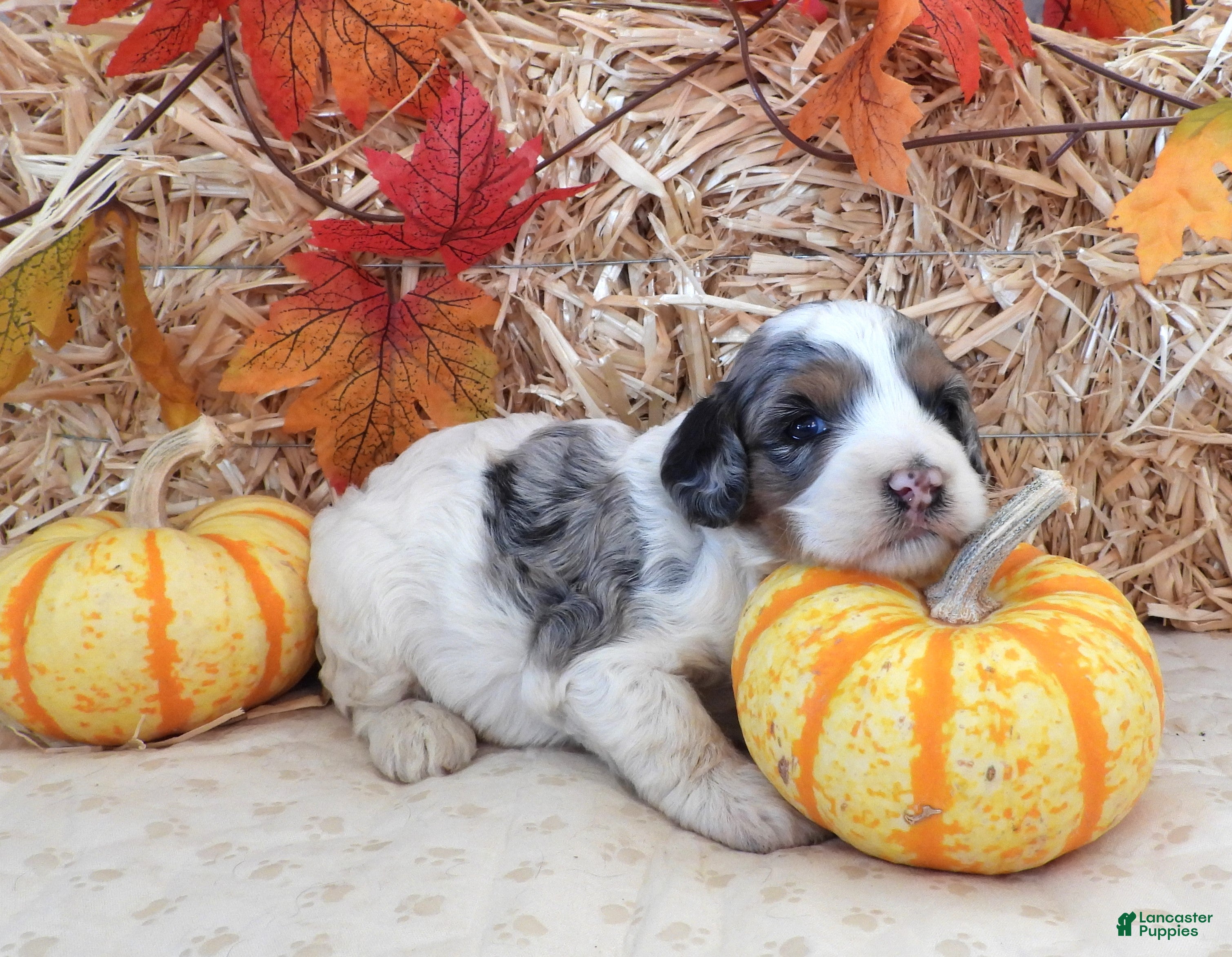 Cockapoo dogs #2 Female (Leslie's) - Ad 41