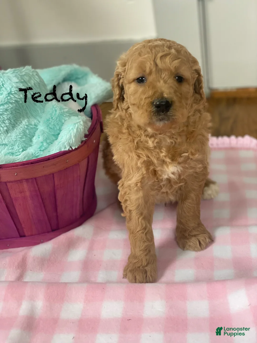 Goldendoodle dogs for sale: Goldendoodle Puppy 3 - Ad 1