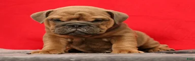 Samson