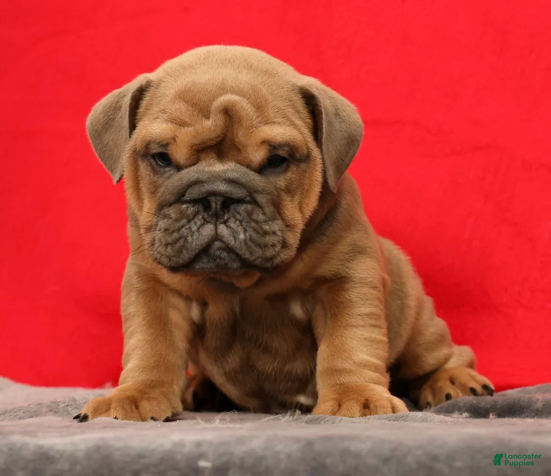 English Bulldog dogs for sale: Samson - Ad 1