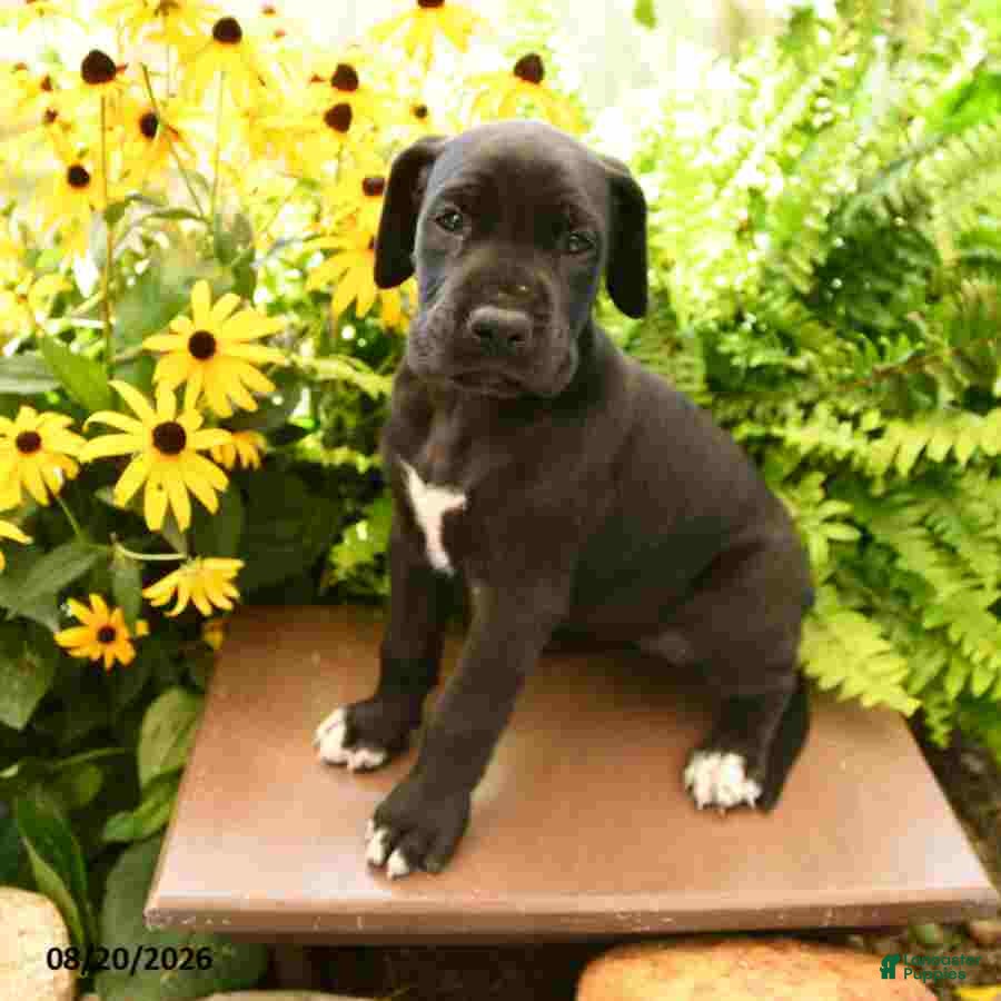 Great Dane dogs Lola - Ad 2