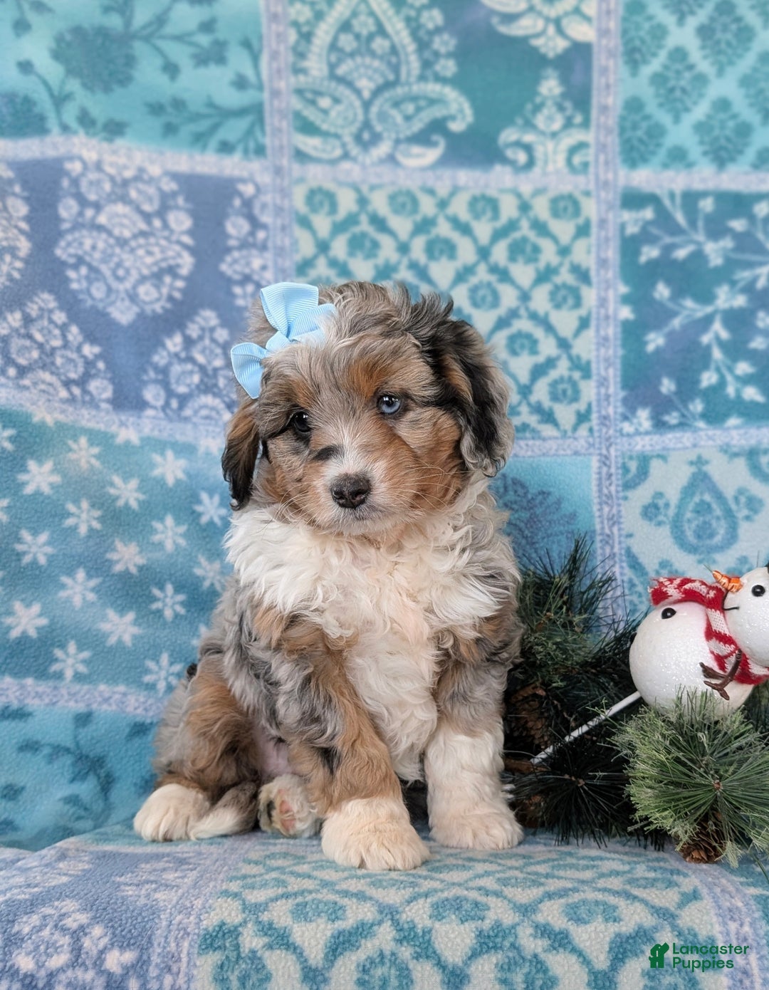Mixed Breed dogs for sale: Brielle - Ad 3