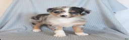 Miniature Australian Shepherd dogs for sale: Butterfly - Ad 3