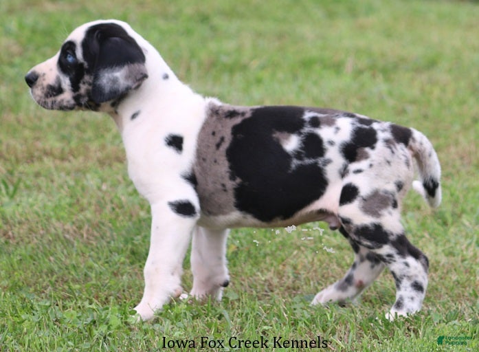 Great Dane dogs Great Dane 1 - Ad 2