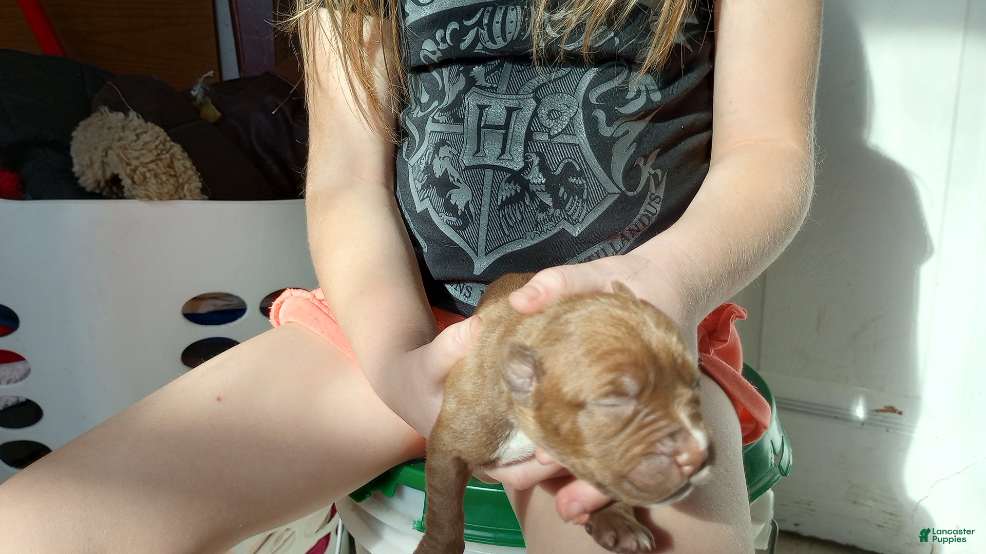 American Bully dogs Jax Forrest - Ad 1