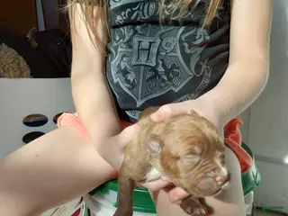 American Bully dogs Jax Forrest - Ad 1