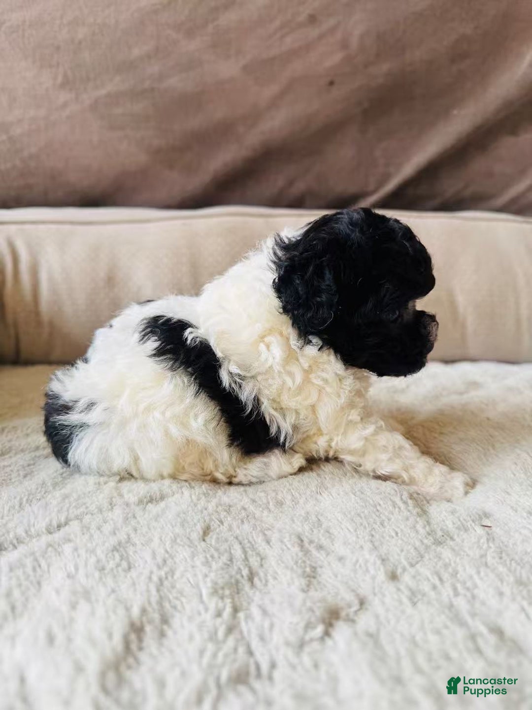Toy Poodle dogs for sale: Toy Poodle Puppy 1 - Ad 3
