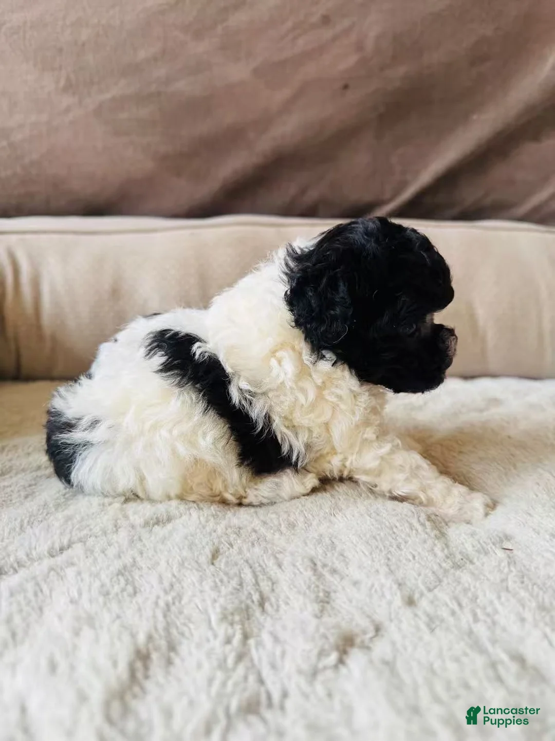 Toy Poodle dogs for sale: Toy Poodle Puppy 1 - Ad 3