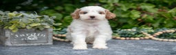 Mini Goldendoodle dogs for sale: Quentin - Ad 2