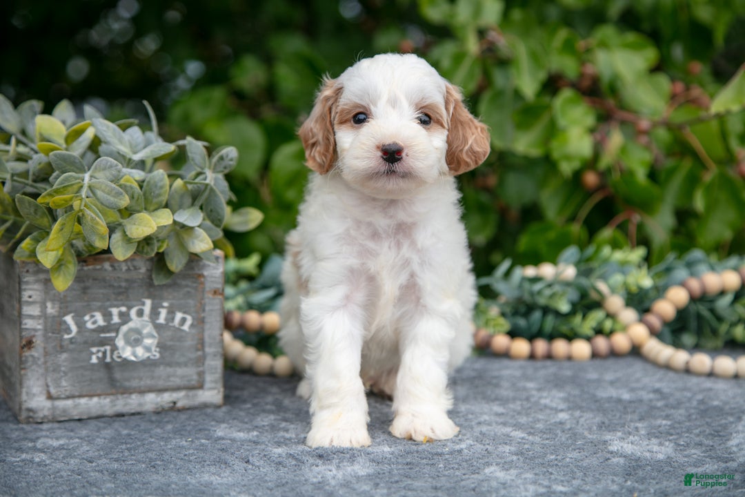 Mini Goldendoodle dogs for sale: Quentin - Ad 2