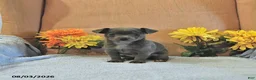Chihuahua dogs for sale: Fritz - Ad 3