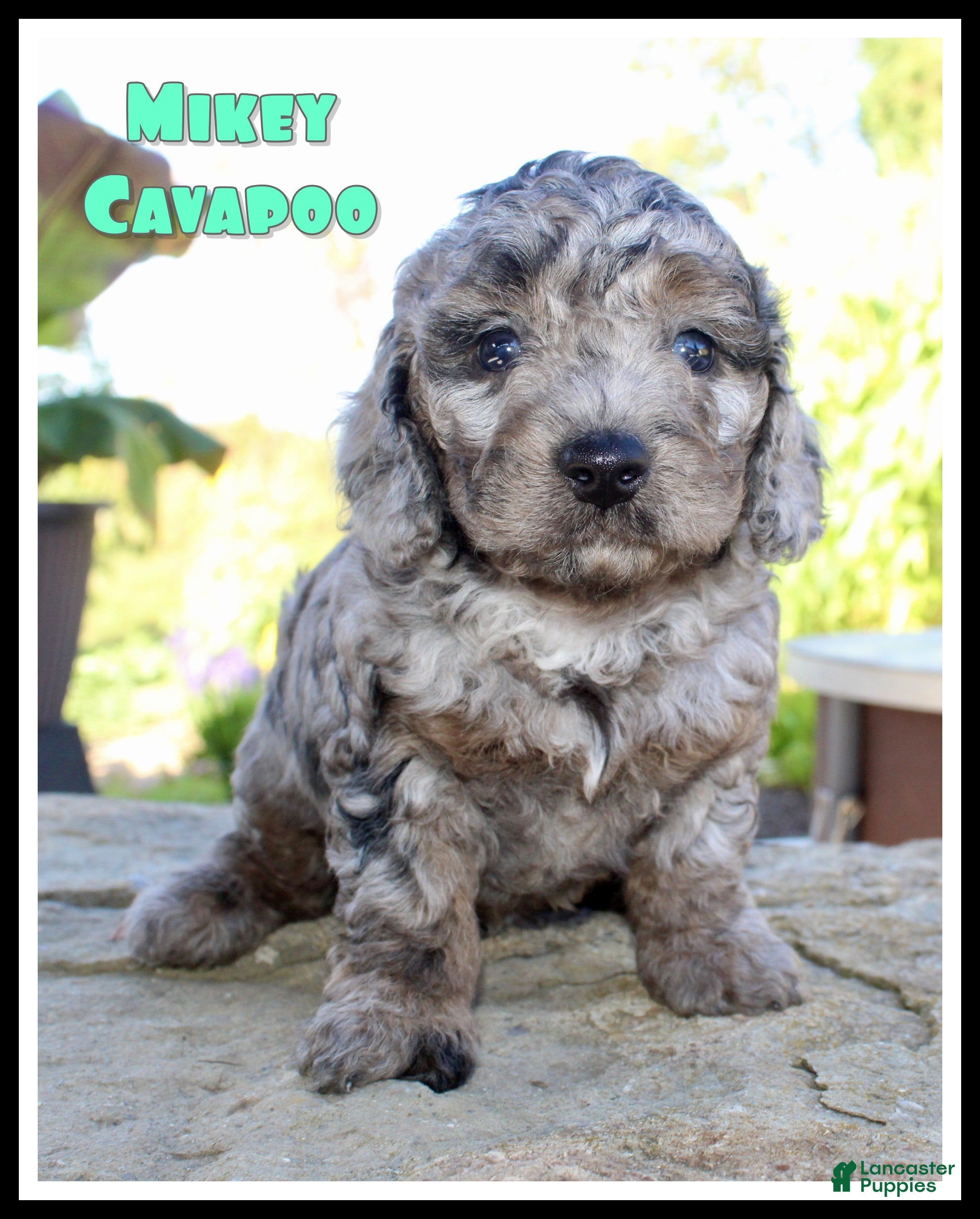 Cavapoo dogs for sale: Mikey - Ad 2