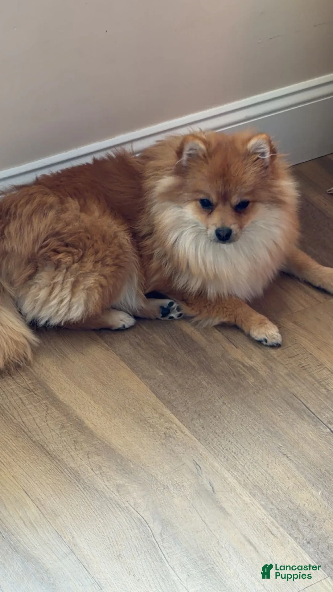 Pomeranian dogs for sale: Pomeranian 5 - Ad 4