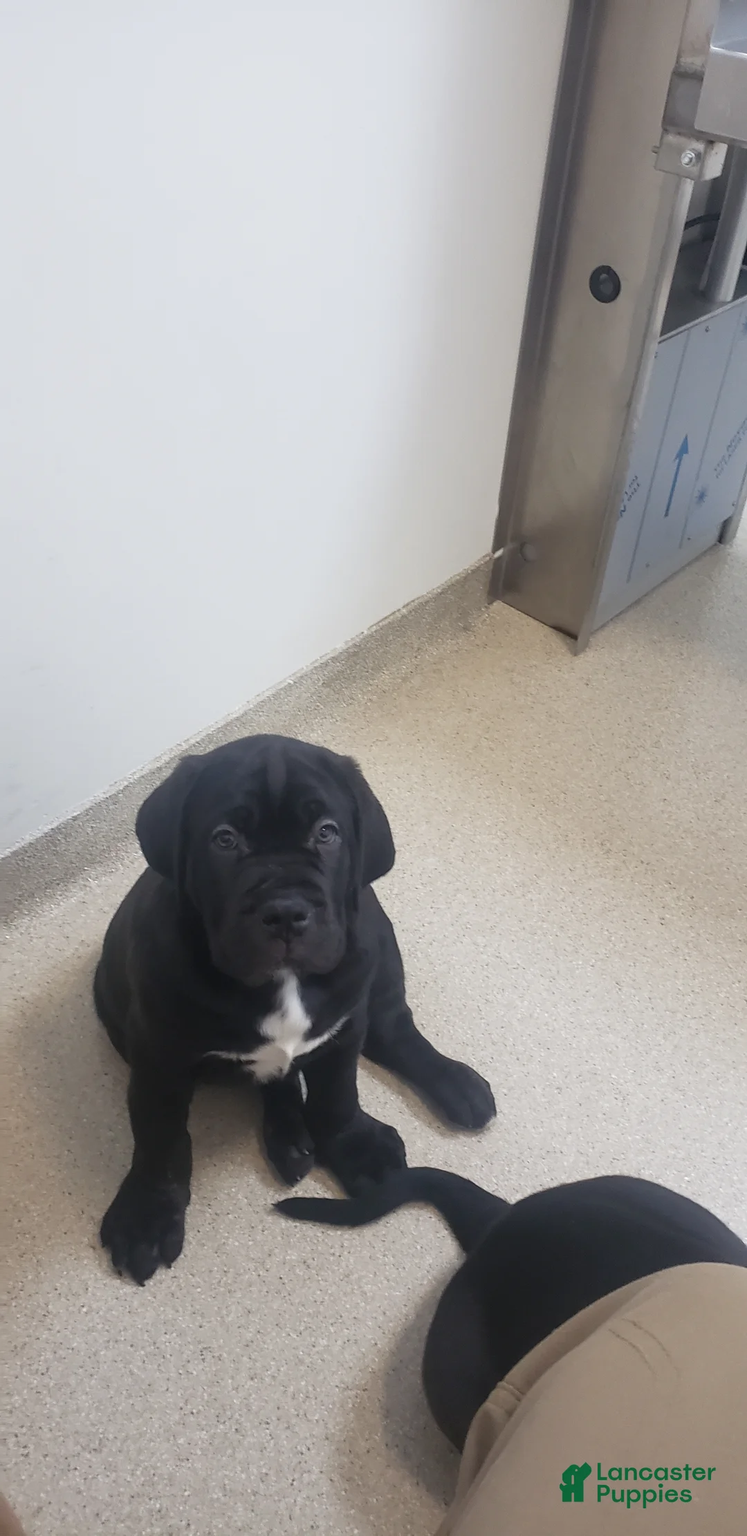 Cane Corso dogs for sale: Cane Corso Puppy 2 red - Ad 1