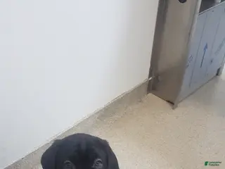 Cane Corso dogs Cane Corso Puppy 2 red - Ad 30