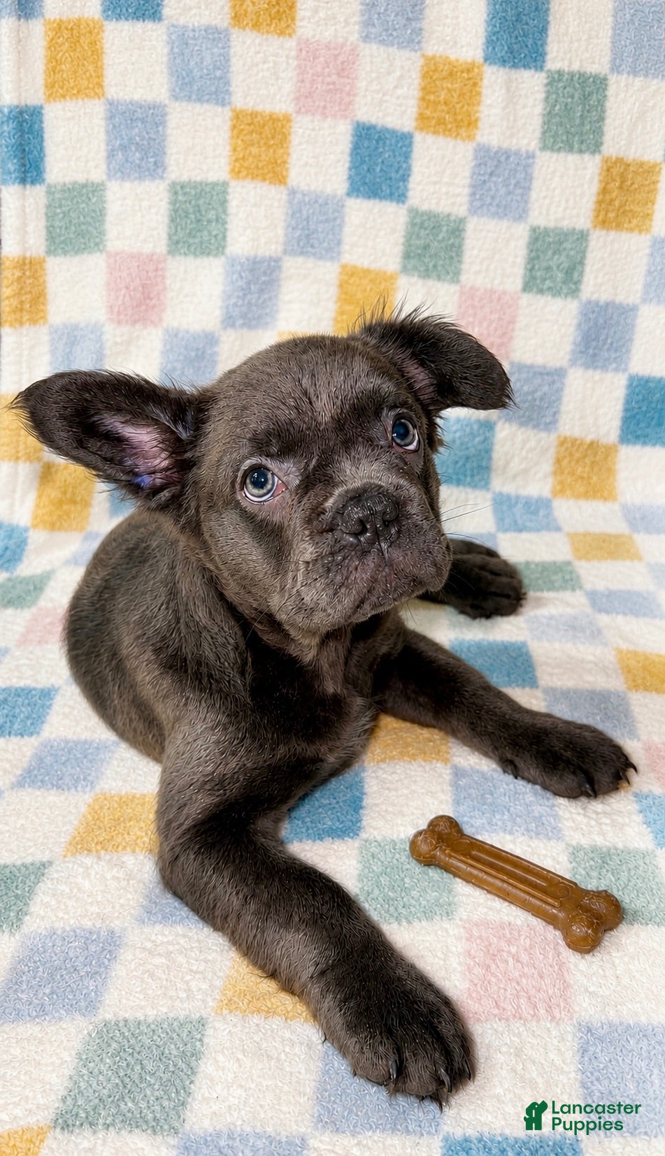 French Bulldog dogs Enzo Jr. (EJ) - Ad 9