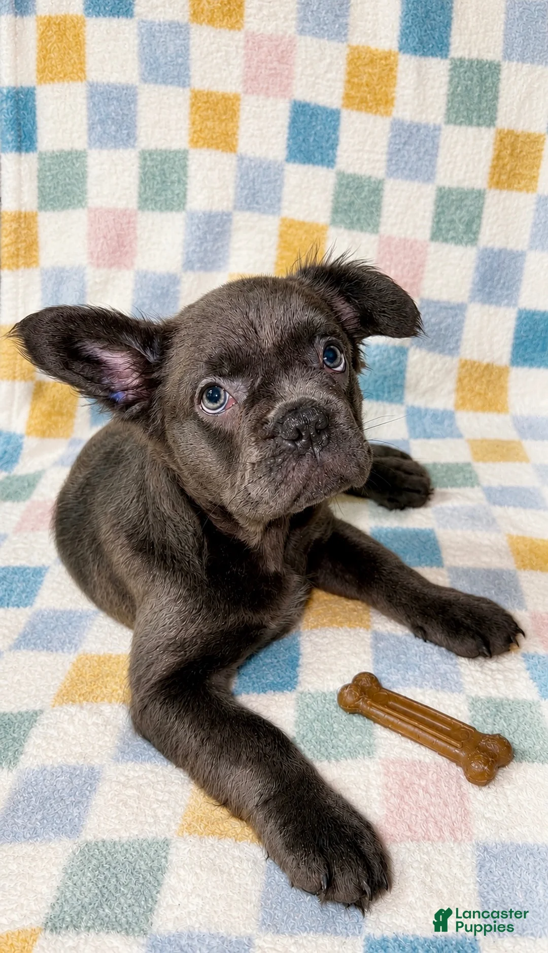 French Bulldog dogs for sale: Enzo Jr. (EJ) - Ad 1
