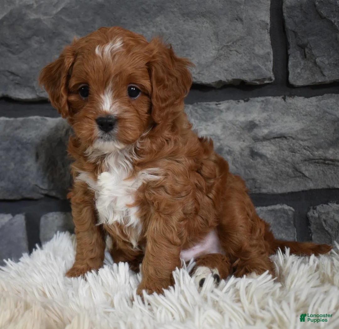 Cavapoo dogs for sale: Peanut  - Ad 6