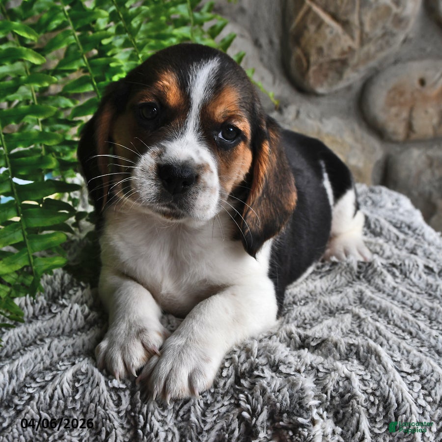 Mixed Breed dogs Daffodil - Ad 1