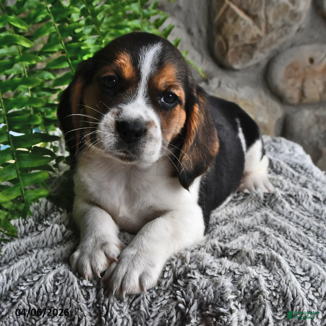 Mixed Breed dogs for sale: Daffodil - Ad 1