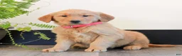 Golden Retriever dogs for sale: Tiana  - Ad 1