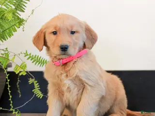 Golden Retriever dogs for sale: Tiana - Ad 1