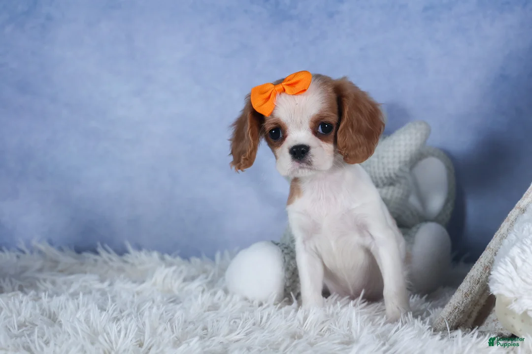 Cavalier King Charles Spaniel dogs for sale: Patsy - Ad 6