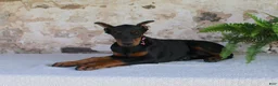Doberman Pinscher dogs for sale: Sheila - Ad 7