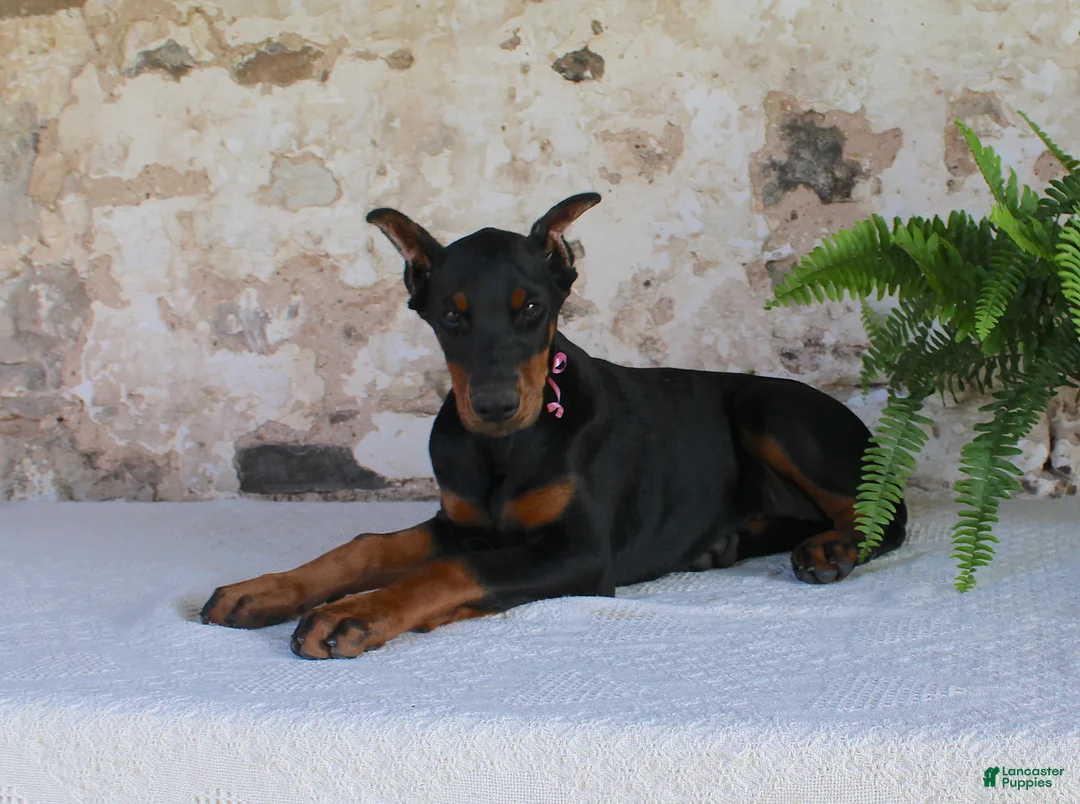 Doberman Pinscher dogs for sale: Sheila - Ad 7