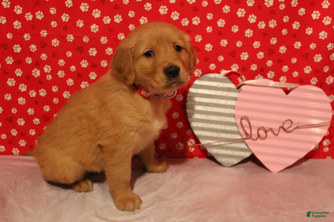 Golden Retriever dogs for sale: Sadie - Ad 3