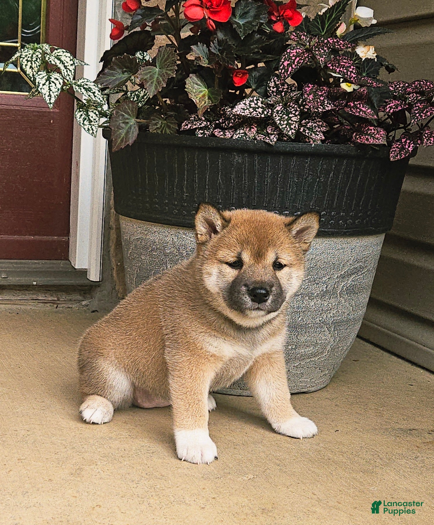 Shiba Inu dogs Ginger - Ad 2