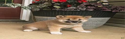 Shiba Inu dogs for sale: Ginger - Ad 2