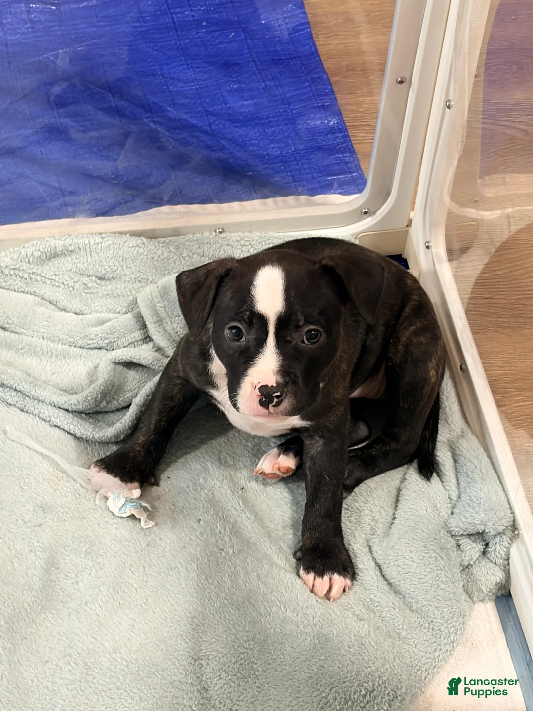 American Bully dogs for sale: American Bully 3 - Ad 2