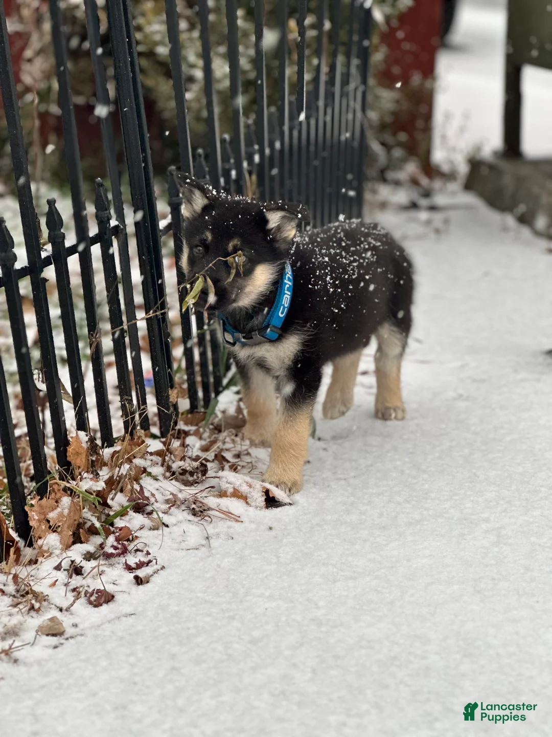 Mixed Breed dogs for sale: Mixed Breed Puppy 1 - Ad 4