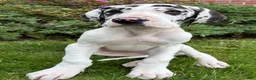 Great Dane dogs for sale: Akoye  - Ad 5