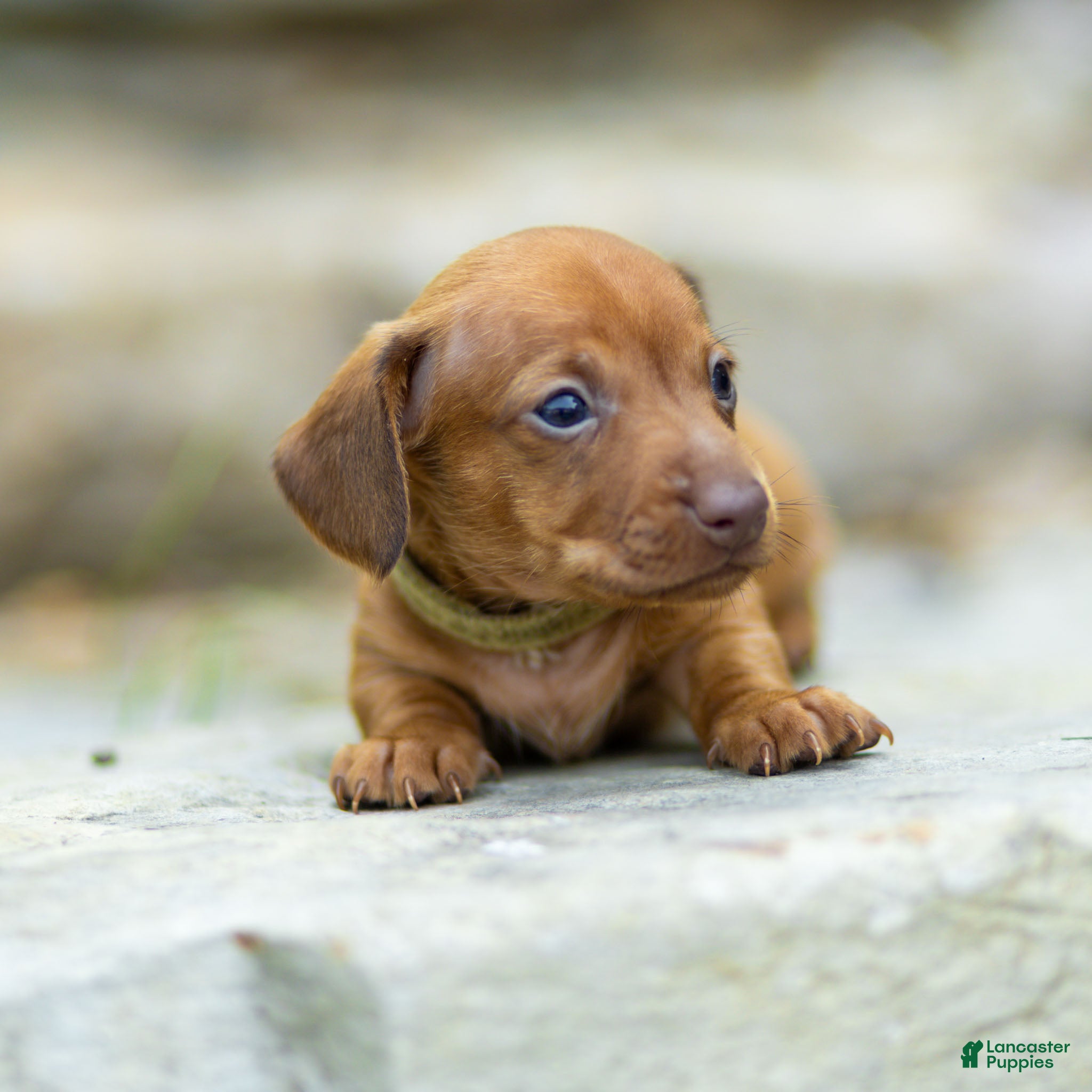 Miniature Dachshund dogs Peanut Miniature Dachshund  - Ad 2