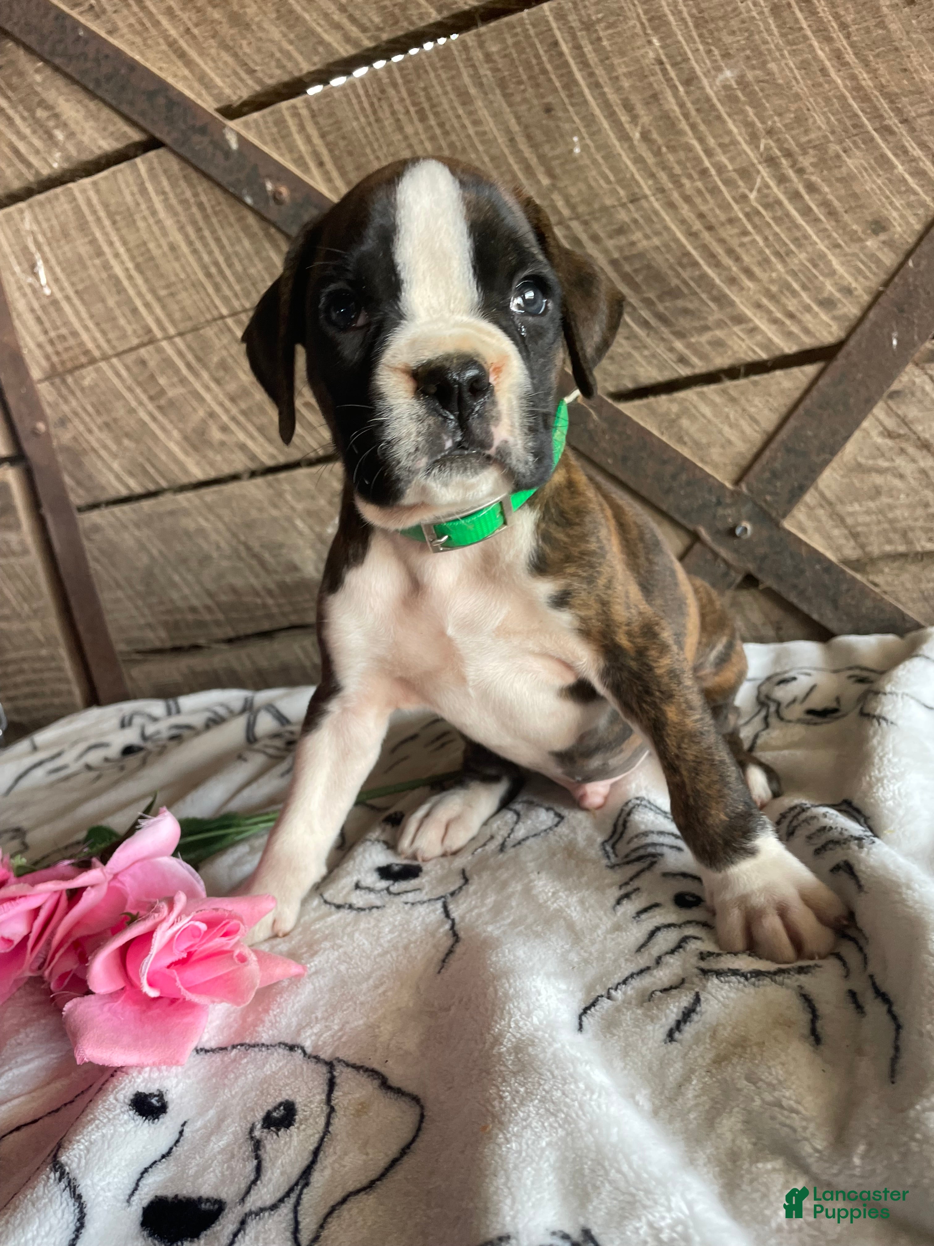 Boxer dogs Otis - Ad 32