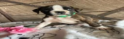 Boxer dogs for sale: Otis - Ad 1