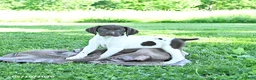 German Shorthaired Pointer dogs for sale: Garnet - Ad 1