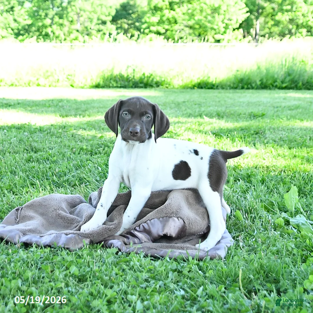 German Shorthaired Pointer dogs for sale: Garnet - Ad 1