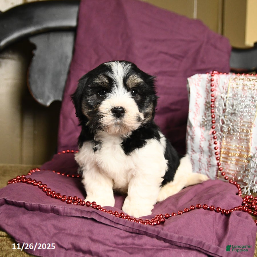 Havanese dogs Cliff - Ad 39