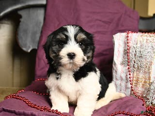 Havanese dogs Cliff - Ad 24