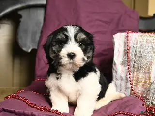 Havanese dogs Cliff - Ad 15
