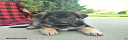 Mixed Breed dogs for sale: River  - Ad 5