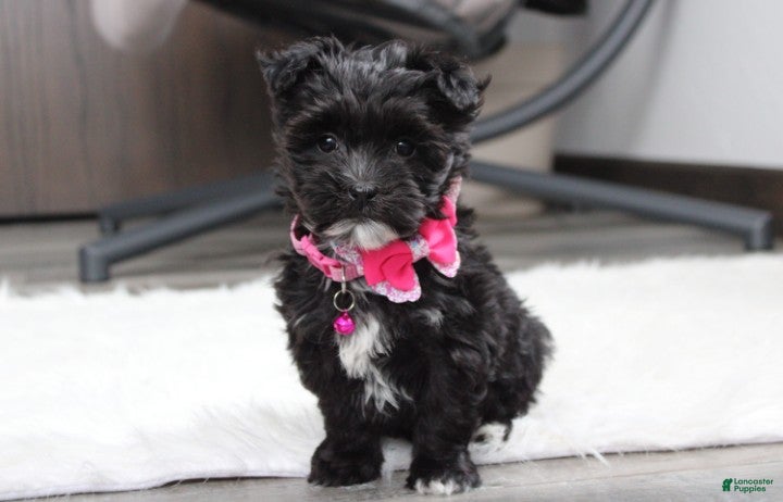 Yochon dogs Millie - Ad 7