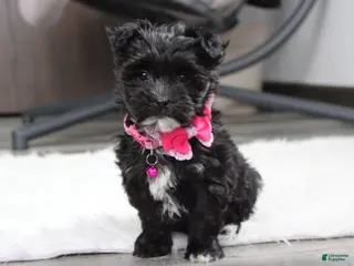 Yochon dogs Millie - Ad 7