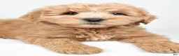 Mini Goldendoodle dogs for sale: Louie - Ad 5